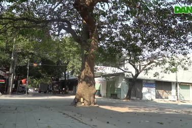 Kỳ lạ 2 cây vông cổ thụ nằm giữa ngã tư đường, không ai dám chặt phá