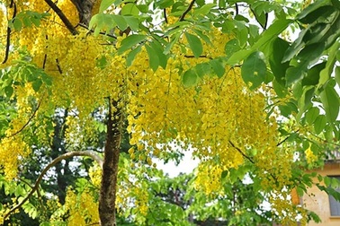 Những màu hoa vàng dọc theo chiều dài đất nước