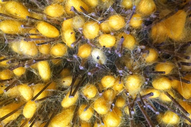 Thăm làng nghề trồng dâu nuôi tằm còn sót lại ở xứ Nghệ