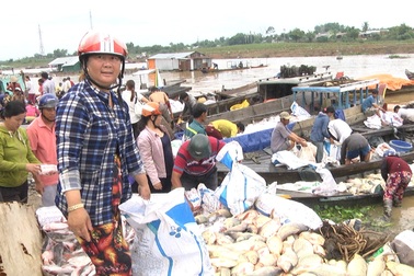 Hàng trăm tấn cá bè bất ngờ chết trên sông
