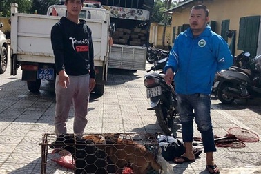 Chủ quán thịt chó đi xe biển giả để câu trộm chó mèo