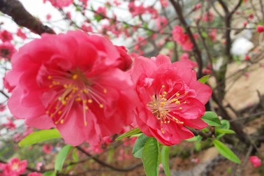 Chuyên gia chia sẻ các kỹ thuật “nước rút” giúp cây hoa đào nở rộ vào đúng dịp Tết