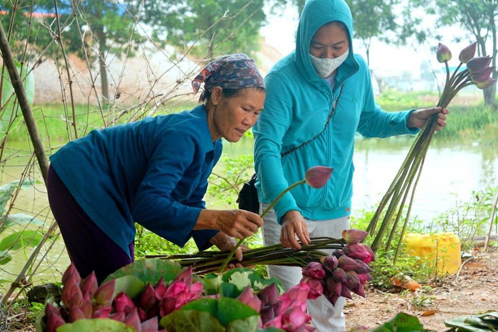Vợ chồng U60 đút túi hàng chục triệu đồng mỗi vụ nhờ trồng sen - 5 Vợ chồng U60 đút túi hàng chục triệu đồng mỗi vụ nhờ trồng sen - 5
