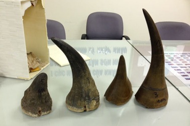 Bắt 5kg sừng tê giác qua đường hàng không