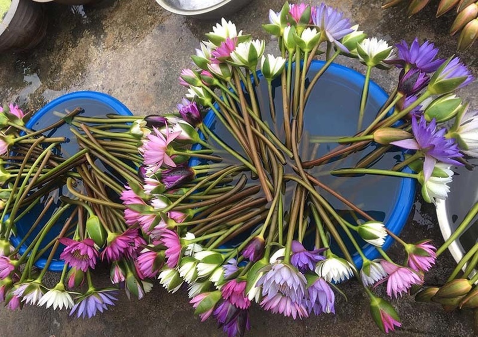 Chị em đua mốt chơi mới, hoa dại mọc hoang nay trở nên đắt đỏ - 3