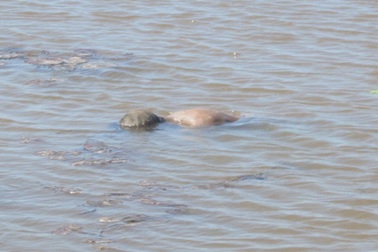 Phát hiện thi thể nam giới nổi trên sông 