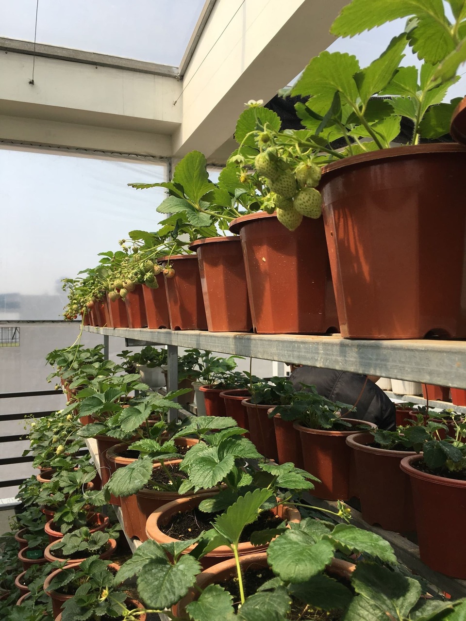 Mẹ đảm ở Vĩnh Phúc vác đất lên sân thượng, sau 2 năm có vườn dâu sai trĩu - 4