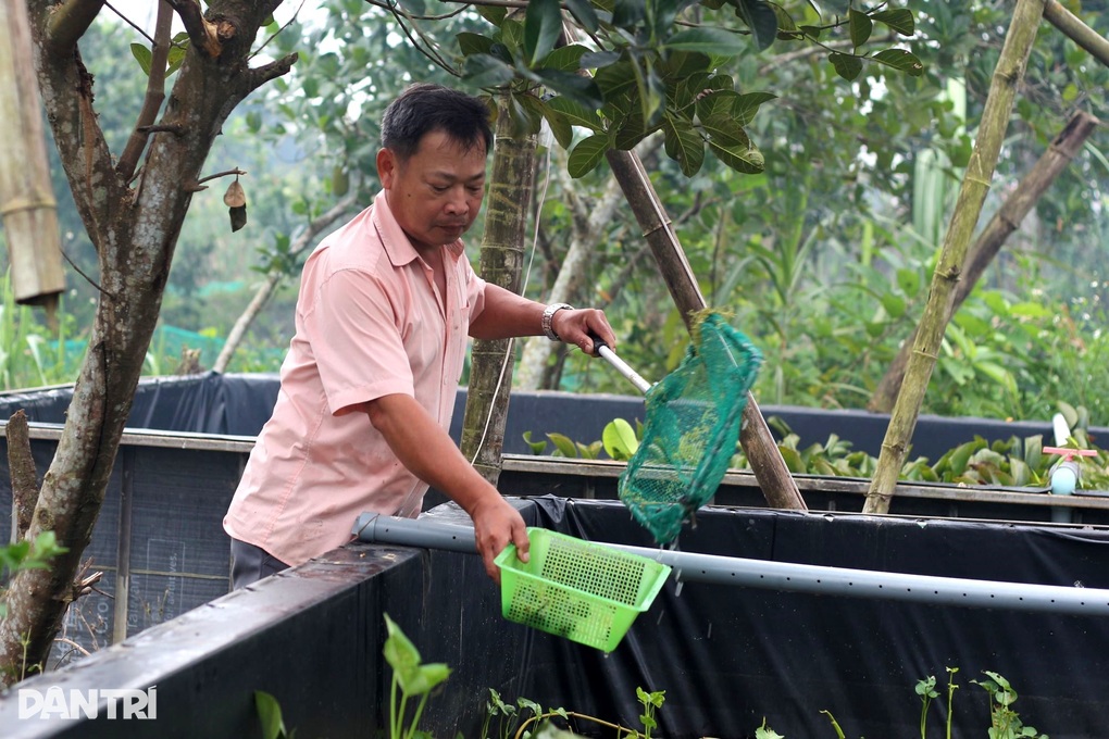 Nuôi loài đặc sản đen sì, ăn toàn thứ rẻ tiền, anh nông dân sống khỏe - 1 Nuôi loài đặc sản đen sì, ăn toàn thứ rẻ tiền, anh nông dân sống khỏe - 1