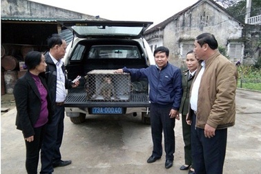 Người dân tự nguyện giao nộp khỉ vàng để thả về tự nhiên