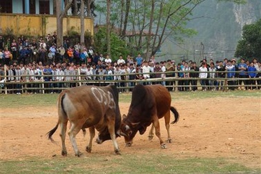 Hàng nghìn người háo hức đi xem bò thi “sắc đẹp”