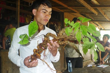 Chiêm ngưỡng những “báu vật” sâm Ngọc Linh trăm tuổi quý hơn vàng