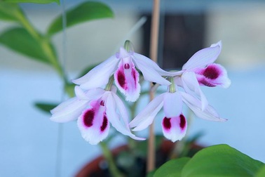 Lan phi điệp 5 cánh trắng giá trăm triệu, trộm thi nhau “hỏi thăm” vườn