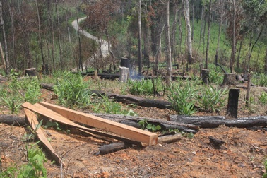 Ban Quản lý rừng Đắk Đoa trục lợi và chi sai hơn 5,3 tỉ đồng