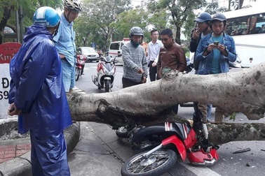 Cây phượng cổ thụ bật gốc, đè người đi đường