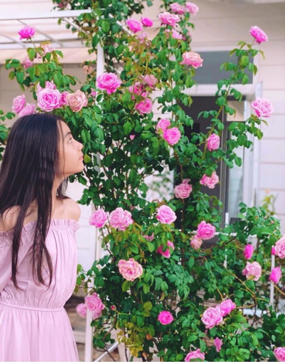 Đã mắt với khu vườn sai trĩu quả, ngập hoa của gia đình MC Quyền Linh - 14 Đã mắt với khu vườn sai trĩu quả, ngập hoa của gia đình MC Quyền Linh - 14