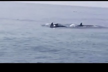 Đàn cá heo xuất hiện ở biển Cửa Đại: Dấu hiệu đáng mừng của môi trường biển