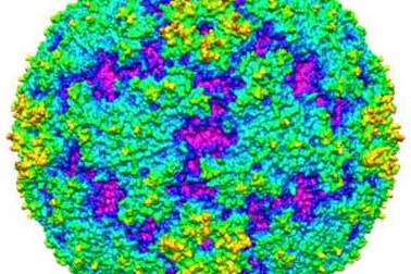 Phát hiện cấu trúc vi-rút EV71 cực độc gây bệnh tay chân miệng 