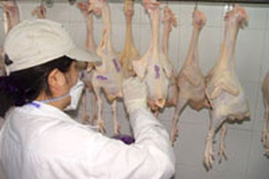 Ưu đãi doanh nghiệp kinh doanh gia cầm sạch