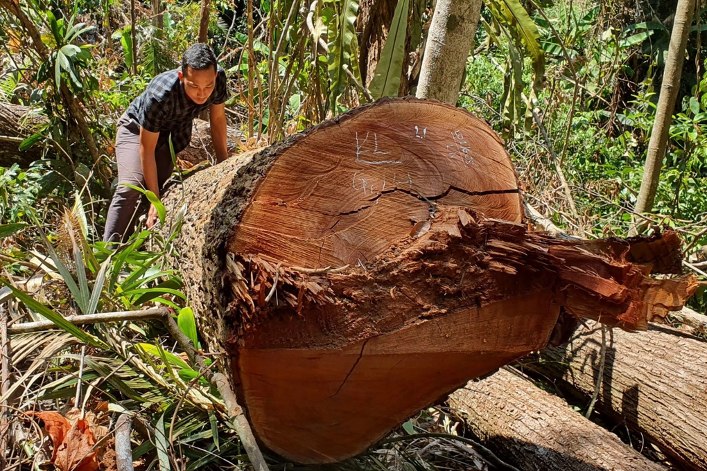 Kom Tum: Xảy ra hơn 80 vụ phá rừng trong năm 2022 - 1 Kom Tum: Xảy ra hơn 80 vụ phá rừng trong năm 2022 - 1