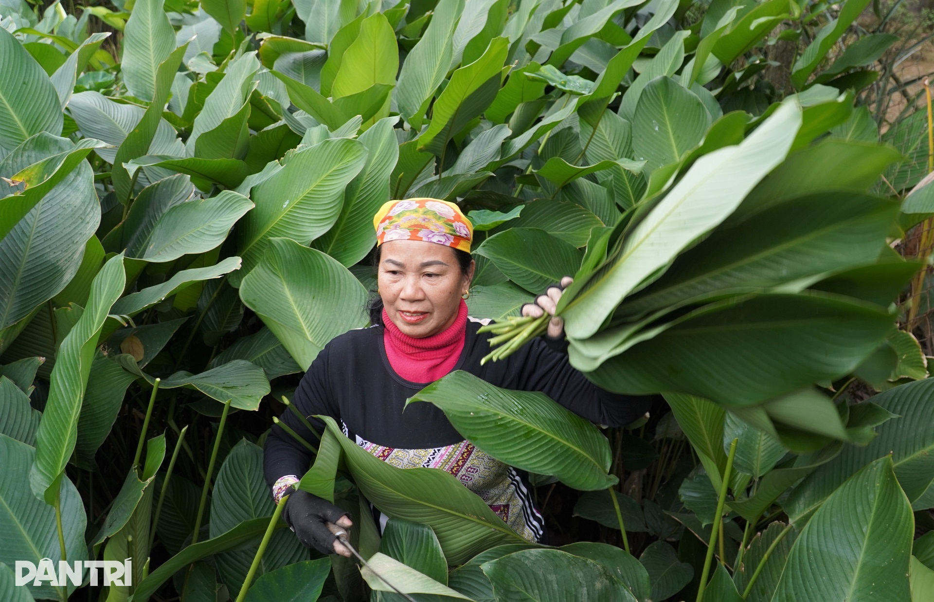 Hái ra tiền với loại lá làm nên linh hồn Tết Việt - 3 Hái ra tiền với loại lá làm nên linh hồn Tết Việt - 3