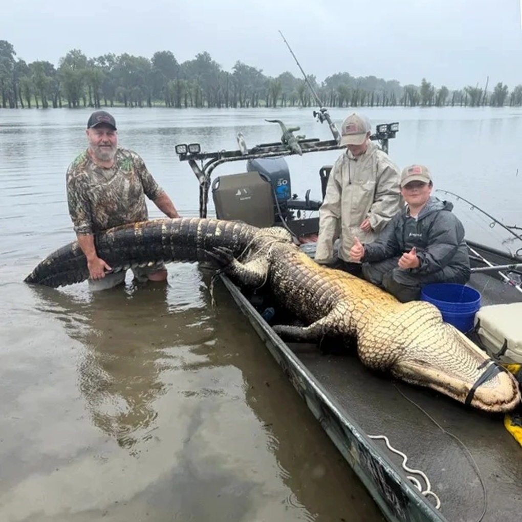 Vật lộn gần một tiếng để tóm cá sấu khổng lồ dài 4,2m, nặng 300kg trên sông - 1 Vật lộn gần một tiếng để tóm cá sấu khổng lồ dài 4,2m, nặng 300kg trên sông - 1