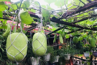 Khu vườn giao mùa toàn trái "khủng" của bà giáo về hưu ở Hà Nội