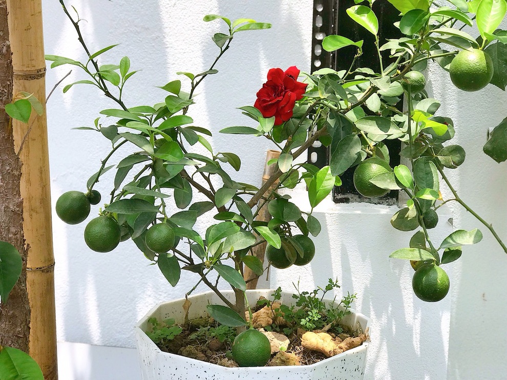 Người chồng biến sân thượng thành góc trốn dịch bình yên tặng vợ con - 11 Người chồng biến sân thượng thành góc trốn dịch bình yên tặng vợ con - 11