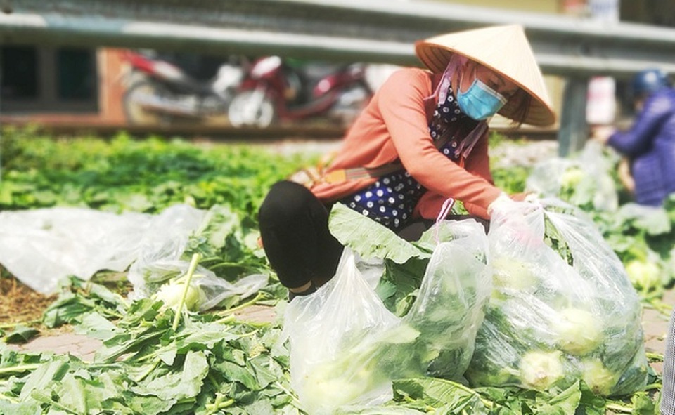 Báo cáo Thủ tướng điểm chưa phù hợp khiến nông sản Hải Dương bị tắc - 1 Báo cáo Thủ tướng điểm chưa phù hợp khiến nông sản Hải Dương bị tắc - 1
