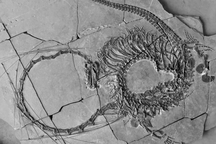 Hóa thạch của sinh vật giống loài rồng trong truyền thuyết tại Trung Quốc