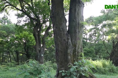 Rừng lim xanh cổ thụ hơn nghìn năm tuổi ngay tại Hà Nội