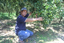 Lâm Đồng: Bỏ phố lên núi trồng cây ăn trái cho thu hoạch quanh năm