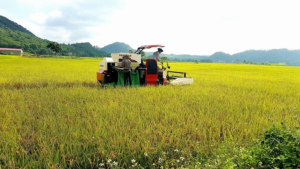 Chương trình thu máy gặt cũ, đổi máy gặt mới của Yanmar Việt Nam - 1 Chương trình thu máy gặt cũ, đổi máy gặt mới của Yanmar Việt Nam - 1