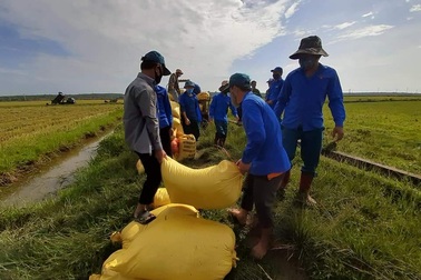 Đoàn viên, thanh niên giúp người dân vùng cách ly thu hoạch lúa