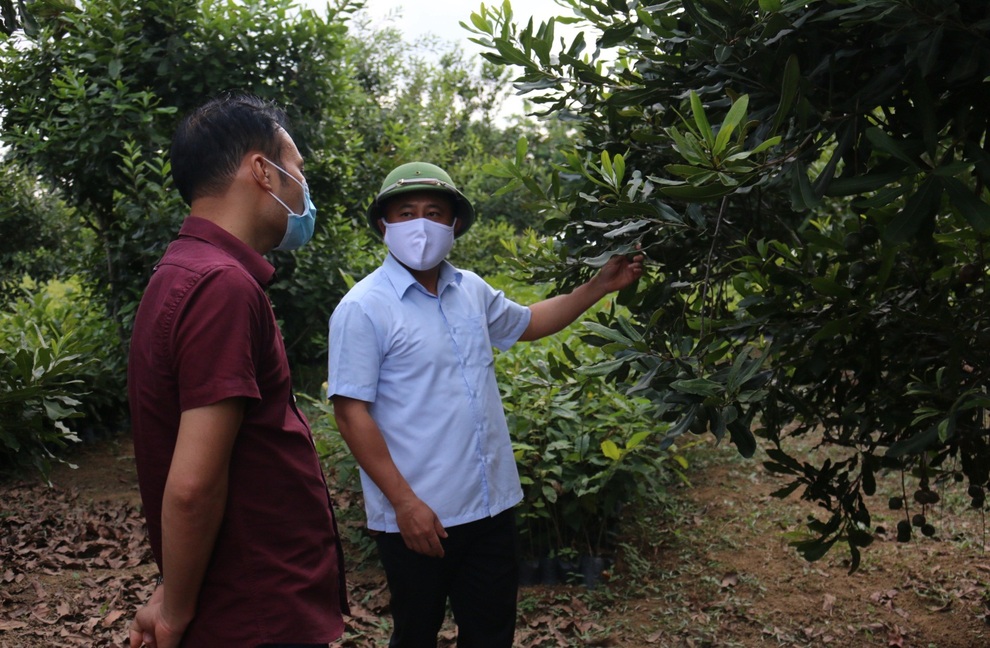 Lạng Sơn: Hiệu quả kinh tế từ trồng cây mắc ca - 1 Lạng Sơn: Hiệu quả kinh tế từ trồng cây mắc ca - 1