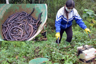 Vĩnh Phúc giao công an xử nghiêm hành vi buôn bán giun đất