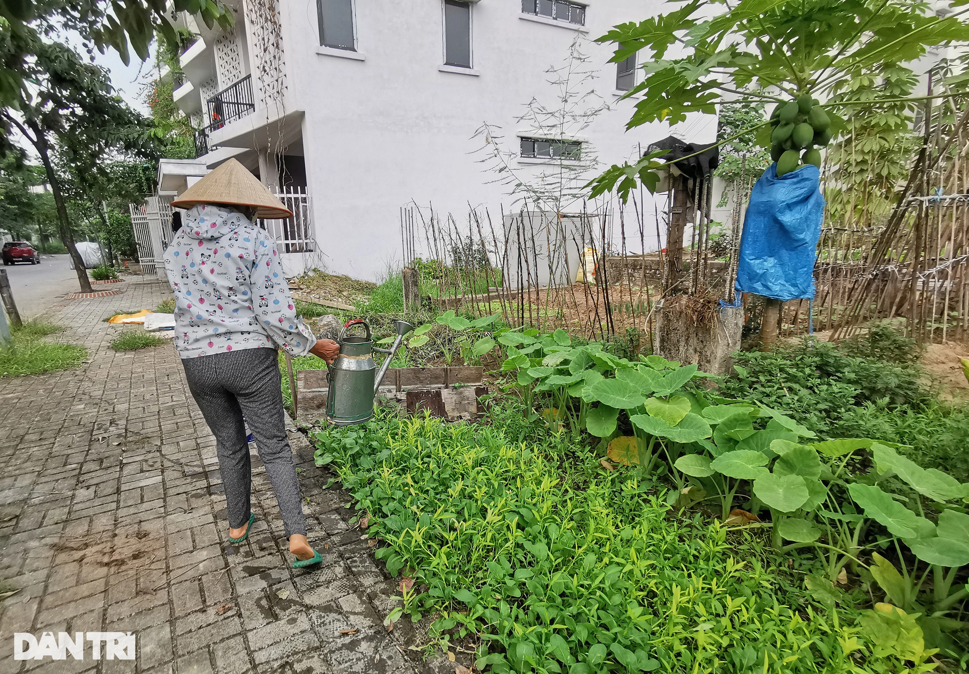 Trồng rau trên móng nhà liền kề tiền tỷ tại dự án dang dở Westpoint Nam 32 - 10