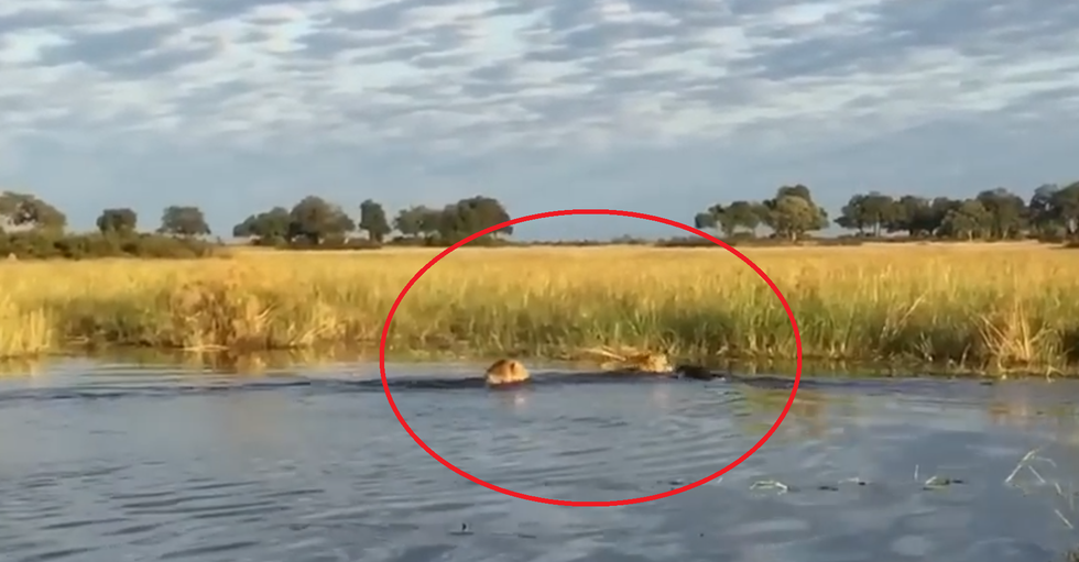 Nổi bật tuần qua: Sư tử đực liều mình cứu đồng loại khỏi hàm cá sấu