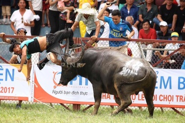 Bộ Văn hóa yêu cầu chấn chỉnh lễ hội sau vụ “trâu chọi Đồ Sơn húc chủ nguy kịch”