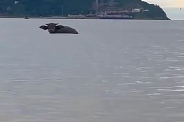 Giải cứu 4 con trâu trôi dạt ở biển Cửa Lò