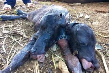 Hòa Bình: Hi hữu nghé có 2 đầu được đưa ra khỏi bụng mẹ bằng... máy cày