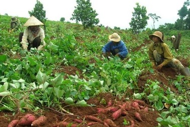 Vì sao thương lái Trung Quốc chỉ "lừa" tại Việt Nam? 