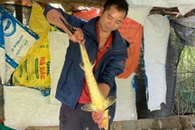 Thu tiền tỷ nhờ nuôi loài cá không xương trên đỉnh núi