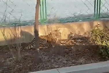 Hình ảnh động vật nổi bật: Kinh hãi phát hiện hổ lang thang trên đường phố