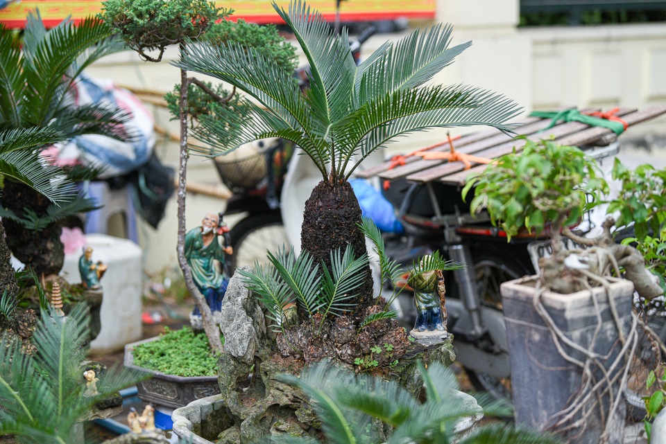 Vạn tuế bonsai mini chơi Tết giá chục triệu đồng ở Hà Nội - 8 Vạn tuế bonsai mini chơi Tết giá chục triệu đồng ở Hà Nội - 8