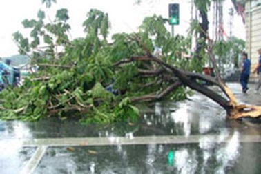 TPHCM: Gió lớn, nhiều cây xanh bật gốc