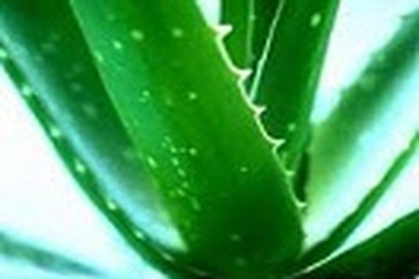 Đừng hoàn toàn tin tưởng vào vitamin A và lô hội