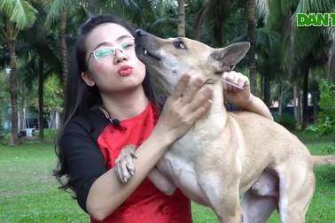 Những chú chó Phú Quốc có giá hàng trăm triệu đồng ở Hà Nội