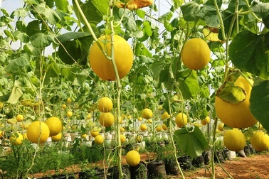 Kiếm trăm triệu đồng từ dưa kim hoàng hậu, hoa ly nhờ... câu nói của chị gái