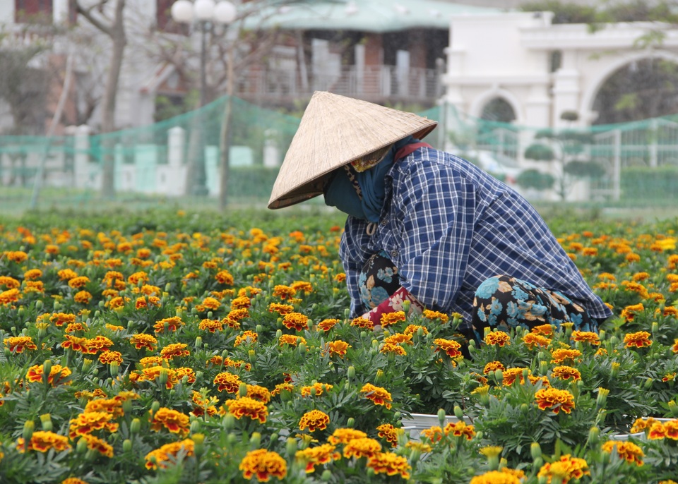 Phú Yên: Người trồng hoa tết như ngồi trên đống lửa vì thương lái bỏ cọc - 3 Phú Yên: Người trồng hoa tết như ngồi trên đống lửa vì thương lái bỏ cọc - 3