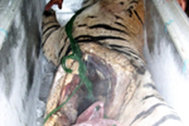 Tiến hành nhận dạng con cọp tang vật